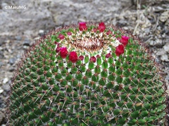 Mammillaria polythele