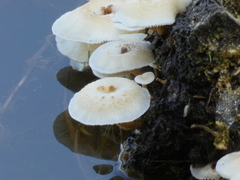 Hypholoma subviride
