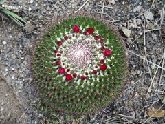 Mammillaria polythele