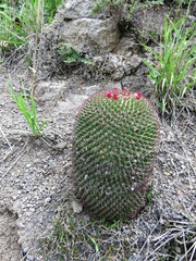 Mammillaria polythele