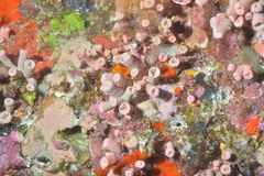 Cladopsammia gracilis