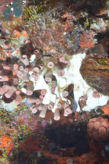 Cladopsammia gracilis