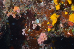 Cladopsammia gracilis