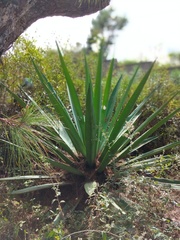 Agave sisalana