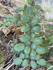 Pellaea andromedifolia pubescens