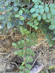 Pellaea andromedifolia pubescens