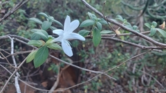 Barleria lawii