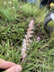 Holothrix scopularia