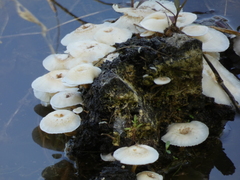 Hypholoma subviride