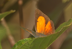 Curetis acuta