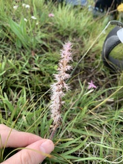 Holothrix scopularia