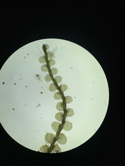 Solenostoma gracillimum