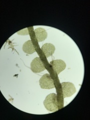 Solenostoma gracillimum