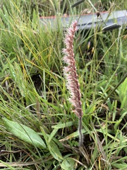 Holothrix scopularia