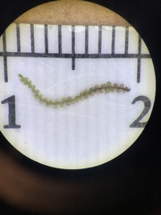 Solenostoma gracillimum