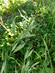 Bromus arvensis