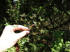 Arracacia atropurpurea