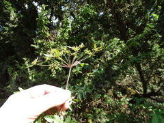 Arracacia atropurpurea