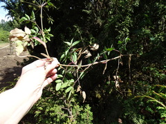 Arracacia atropurpurea
