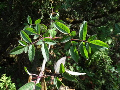 Arracacia atropurpurea