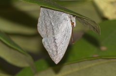Curetis acuta