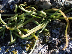 Spergularia canadensis