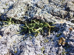 Spergularia canadensis