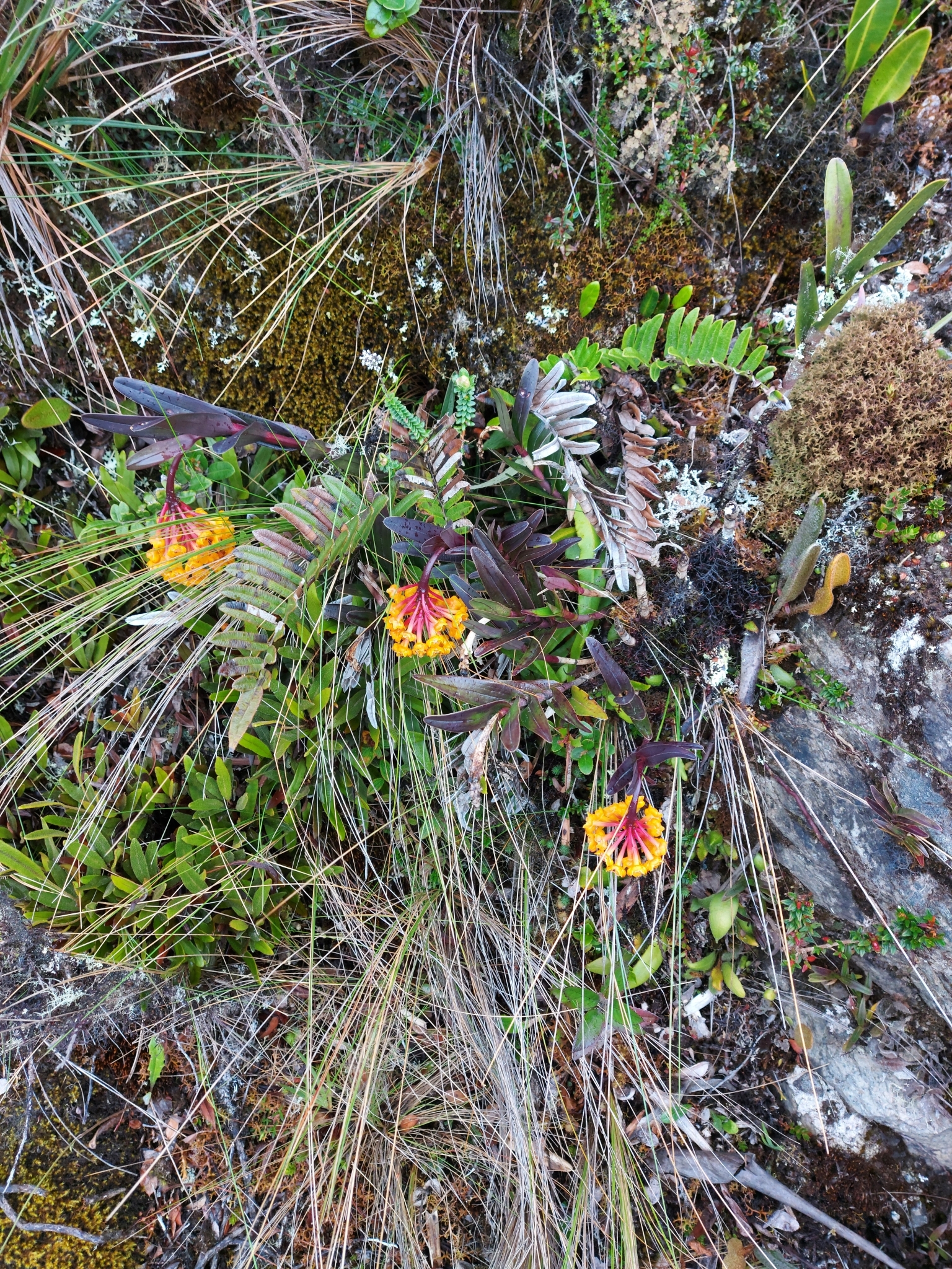 Epidendrum hemiscleria image