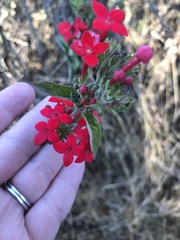 Arachnothryx leucophylla
