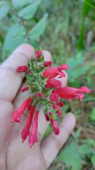 Salvia holwayi