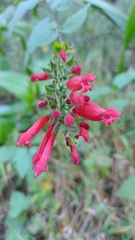 Salvia holwayi