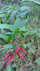Salvia holwayi