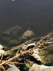Chelodina longicollis