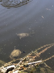 Chelodina longicollis