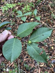 Eugenia pseudopsidium