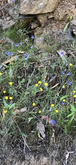 Wahlenbergia multicaulis