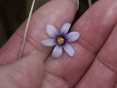 Sisyrinchium biforme