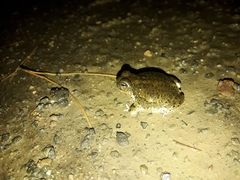 Pleurodema nebulosum