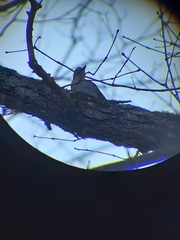 Dryobates villosus villosus