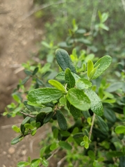 Lonicera subspicata subspicata