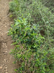 Lonicera subspicata subspicata