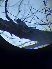 Dryobates villosus villosus