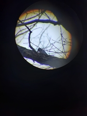 Dryobates villosus villosus