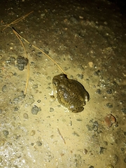 Pleurodema nebulosum