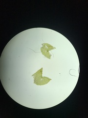Cephaloziella hampeana