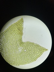 Cephaloziella hampeana