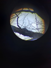 Dryobates villosus villosus