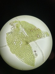 Cephaloziella hampeana