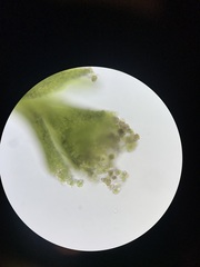 Cephaloziella hampeana