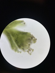Cephaloziella hampeana